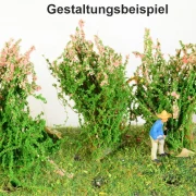 3 blühende Sträucher verschiedene Farben