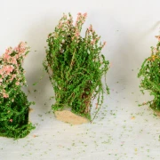 3 blühende Sträucher verschiedene Farben