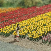 Tulpen Bausatz