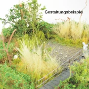 Schilf verschiedene Farben