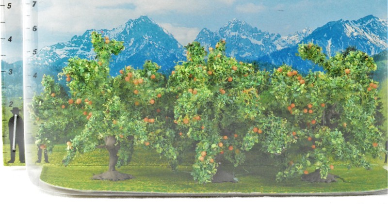 Orangenbäume